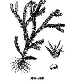 万年松在哪？万年松景点介绍