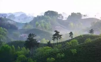 文新茶村在哪？文新茶村景点介绍