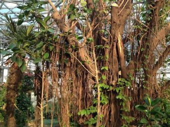 得利斯植物园在哪？得利斯植物园景点介绍