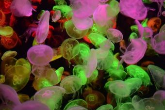 武漢海昌極地海洋世界在哪？武漢海昌極地海洋世界景點介紹