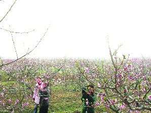 蒲山鲜桃园在哪?蒲山鲜桃园景点介绍