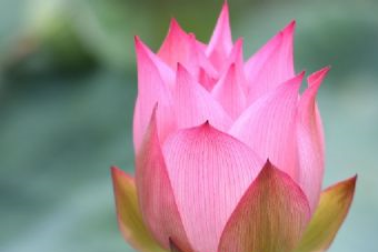 高峰寺遗址在哪?高峰寺遗址景点介绍