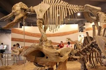 武漢中華奇石館在哪？武漢中華奇石館景點介紹