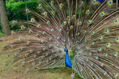 武漢動物園在哪？武漢動物園景點介紹
