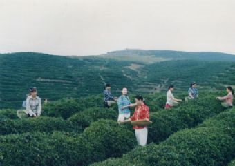 龙王垭观光茶园旅游区在哪？龙王垭观光茶园旅游区景点介绍