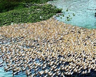 龙感湖在哪？龙感湖景点介绍