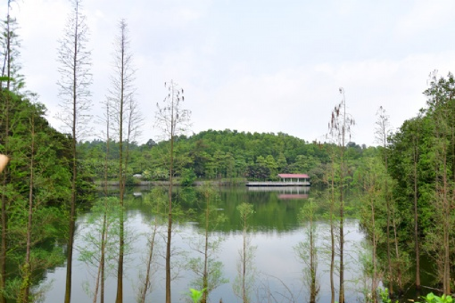 三水森林公园在哪？三水森林公园景点介绍