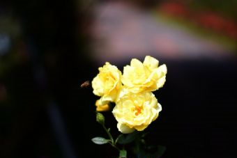 广州狮子山公园在哪？广州狮子山公园景点介绍