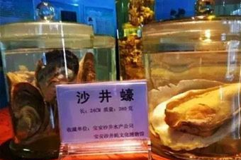 沙井蠔文化博物館在哪？沙井蠔文化博物館景點介紹