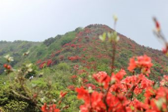 從化通天蠟燭山在哪？從化通天蠟燭山景點介紹