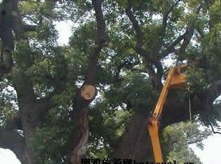 古樟公园在哪？古樟公园景点介绍