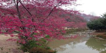 新豐櫻花峪在哪？新豐櫻花峪景點(diǎn)介紹