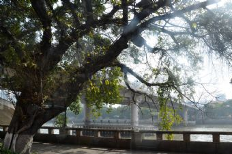 珠江长堤在哪?珠江长堤景点介绍