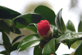 西樵山茶花园在哪？西樵山茶花园景点介绍