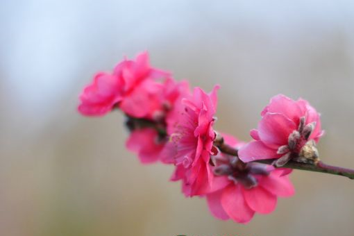 九峰镇花海在哪？九峰镇花海景点介绍