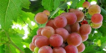 從化香蜜山果莊在哪？從化香蜜山果莊景點(diǎn)介紹