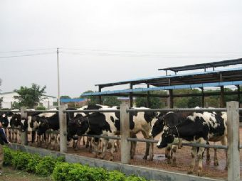 观光奶牛场在哪?观光奶牛场景点介绍