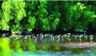 大亚湾红树林城市湿地公园在哪？大亚湾红树林城市湿地公园景点介绍