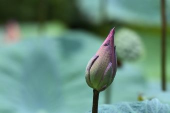 五皈寺在哪?五皈寺景点介绍