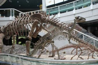 深圳古生物博物馆在哪？深圳古生物博物馆景点介绍