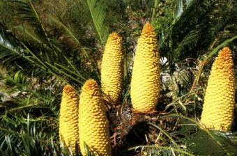 攀枝花苏铁自然保护区在哪?攀枝花苏铁自然保护区景点介绍