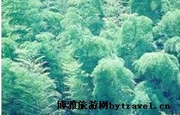 大竹林森林公园在哪？大竹林森林公园景点介绍