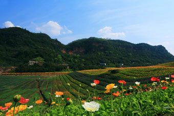 “花田酒地”景区在哪？“花田酒地”景区景点介绍