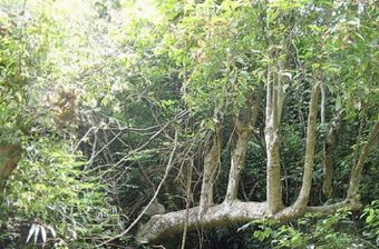 会山森林自然保护区在哪？会山森林自然保护区景点介绍