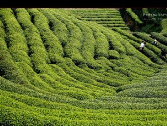 布央茶场在哪？布央茶场景点介绍