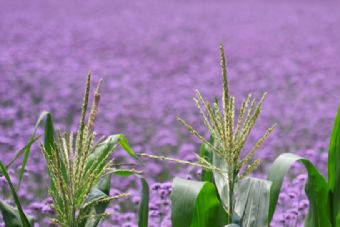 彭州大汉村在哪?彭州大汉村景点介绍
