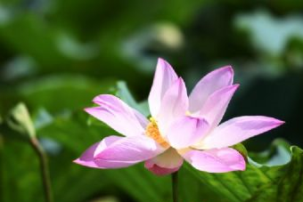 攀枝花红格景区在哪？攀枝花红格景区景点介绍