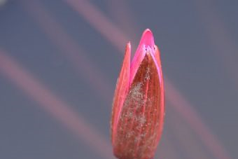 眉山报恩寺在哪?眉山报恩寺景点介绍