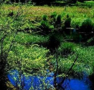 礼纪青皮林自然保护区在哪?礼纪青皮林自然保护区景点介绍