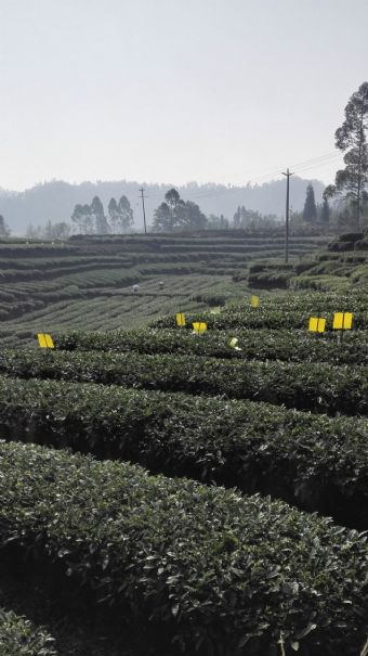 古蜀皇茶茶文化生态体验园在哪？古蜀皇茶茶文化生态体验园景点介绍