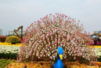 小榄菊花会在哪？小榄菊花会景点介绍