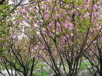 寻龙山桃花在哪？寻龙山桃花景点介绍