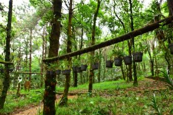 金坑林海在哪？金坑林海景点介绍