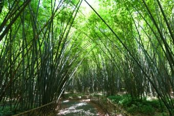 万竹园生态旅游景区在哪？万竹园生态旅游景区景点介绍