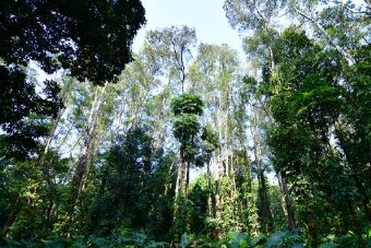 攀枝花大黑山森林公园在哪？攀枝花大黑山森林公园景点介绍