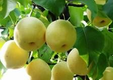 仁寿曹家百年梨乡在哪？仁寿曹家百年梨乡景点介绍