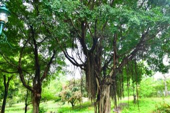 东莞茶山公园在哪？东莞茶山公园景点介绍