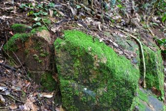 野生荔枝林在哪？野生荔枝林景点介绍