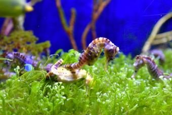 兴隆热带海洋动物园在哪？兴隆热带海洋动物园景点介绍