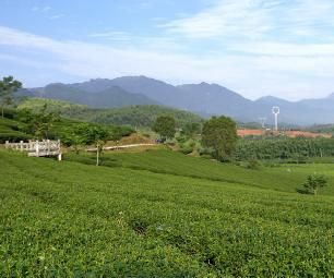 大明山万古茶场在哪？大明山万古茶场景点介绍