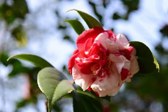 南充南湖公园在哪？南充南湖公园景点介绍