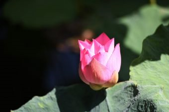 百朋镇下伦荷花景区在哪?百朋镇下伦荷花景区景点介绍