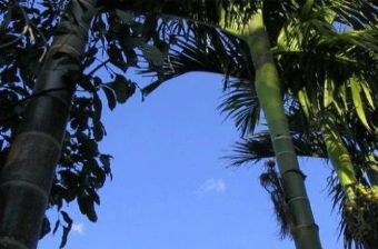 甘什岭铁棱自然保护区在哪?甘什岭铁棱自然保护区景点介绍