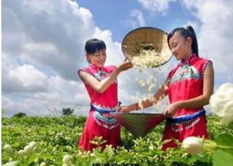 茉莉花基地在哪？茉莉花基地景点介绍