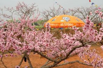 广汉松林桃花在哪？广汉松林桃花景点介绍