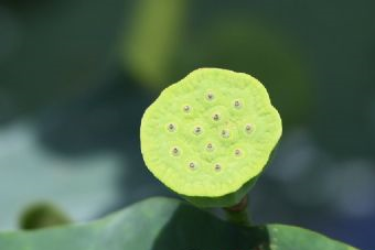 崇州味江景区在哪？崇州味江景区景点介绍